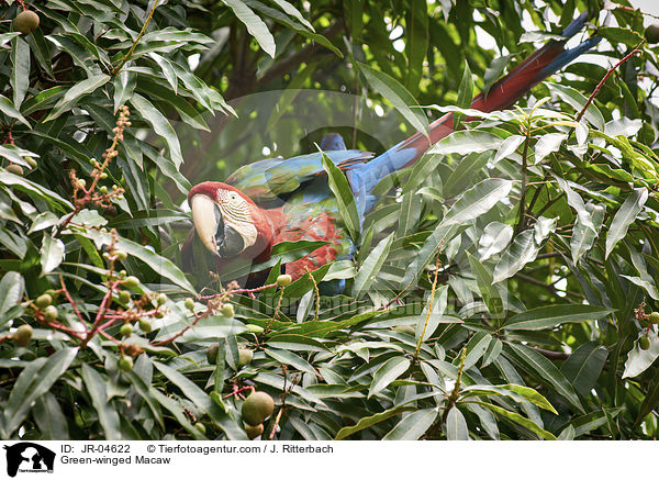 Green-winged Macaw / JR-04622