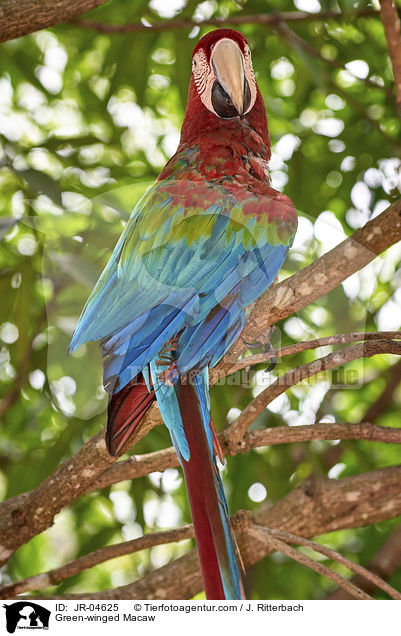 Grnflgelara / Green-winged Macaw / JR-04625
