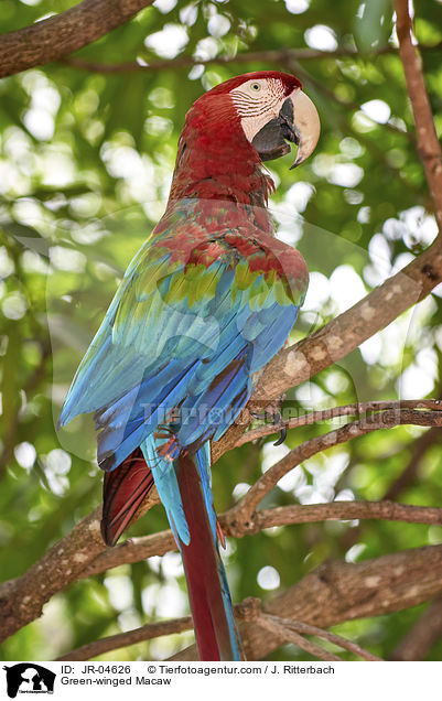 Grnflgelara / Green-winged Macaw / JR-04626