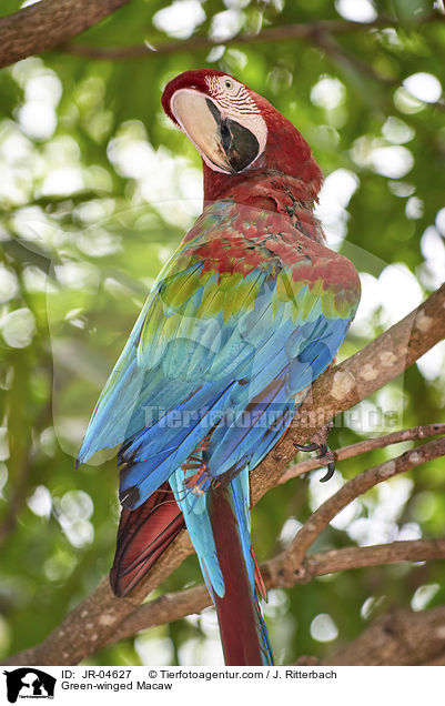Grnflgelara / Green-winged Macaw / JR-04627