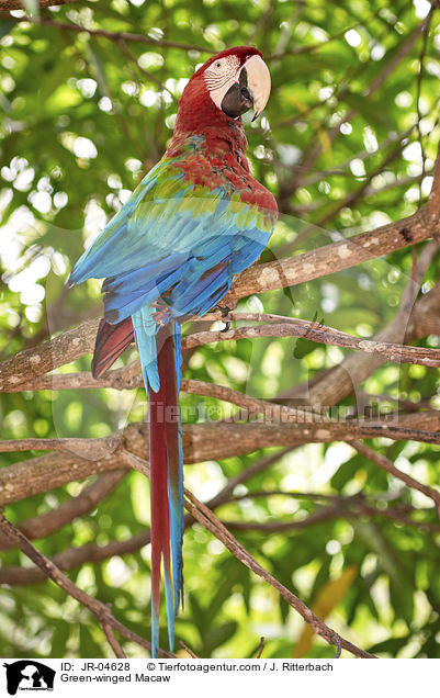 Grnflgelara / Green-winged Macaw / JR-04628