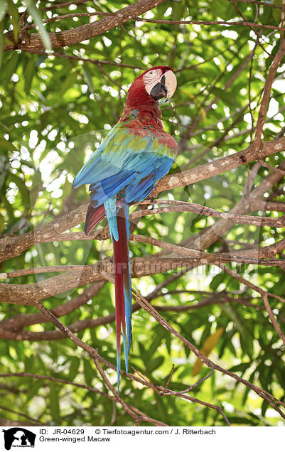Grnflgelara / Green-winged Macaw / JR-04629