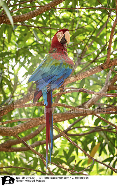 Grnflgelara / Green-winged Macaw / JR-04630