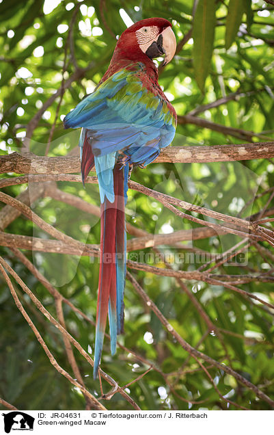 Green-winged Macaw / JR-04631