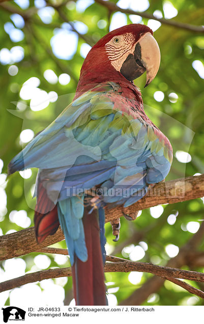 Grnflgelara / Green-winged Macaw / JR-04633