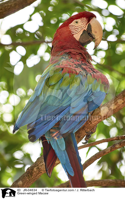 Grnflgelara / Green-winged Macaw / JR-04634