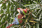 Green-winged Macaw