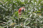 Green-winged Macaw