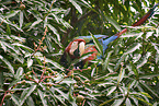 Green-winged Macaw