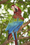 Green-winged Macaw