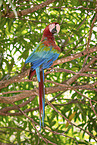 Green-winged Macaw