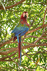 Green-winged Macaw