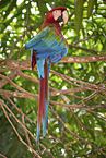 Green-winged Macaw