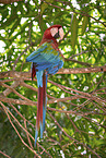 Green-winged Macaw