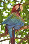 Green-winged Macaw