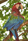 Green-winged Macaw