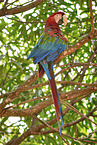 Green-winged Macaw