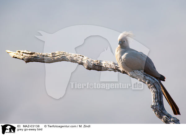 Grauer Lrmvogel / grey go-away bird / MAZ-03138