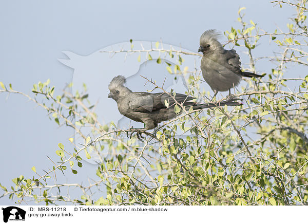grey go-away birds / MBS-11218
