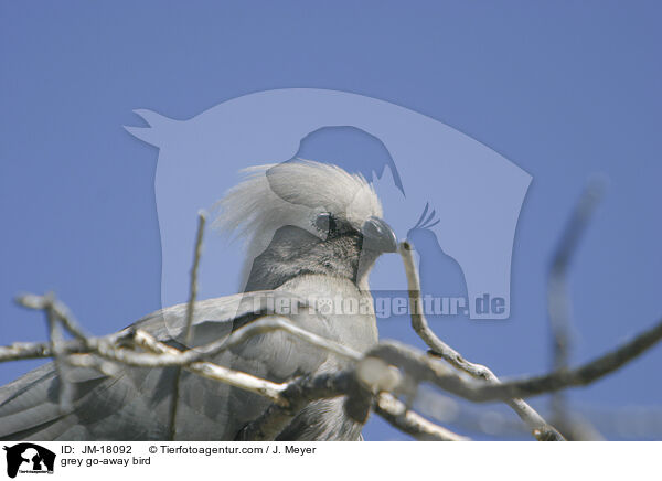 grey go-away bird / JM-18092
