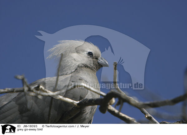 grey go-away bird / JM-18093