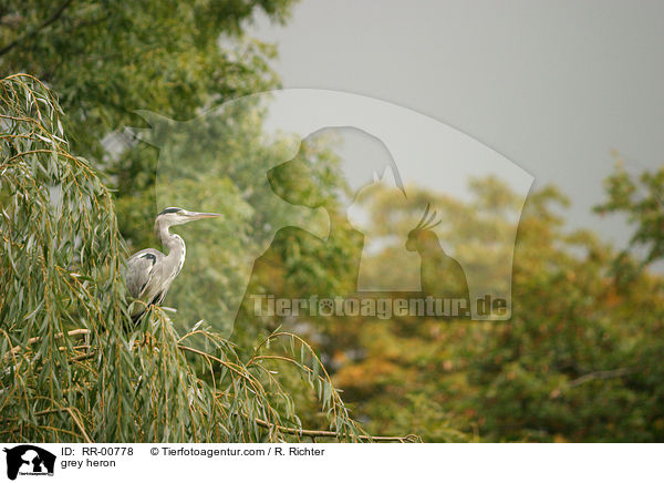 Graureiher / grey heron / RR-00778