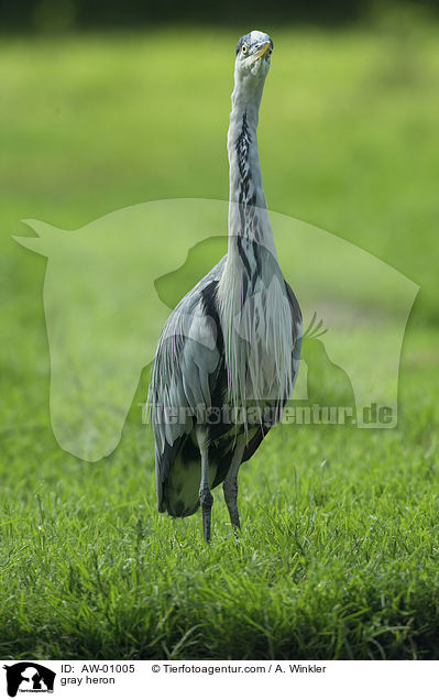 gray heron / AW-01005