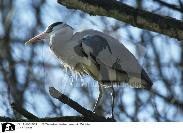 Graureiher / gray heron / AW-01007