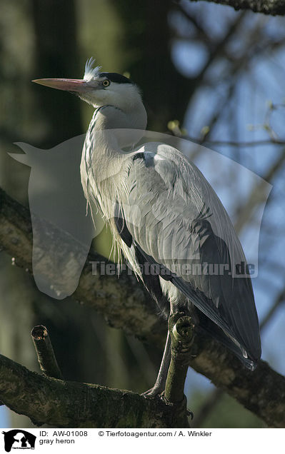 gray heron / AW-01008