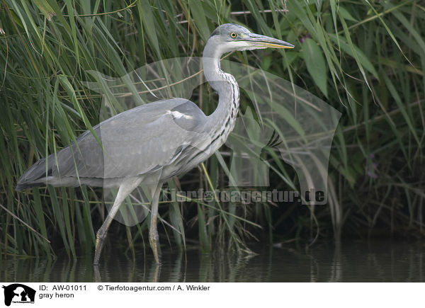 Graureiher / gray heron / AW-01011