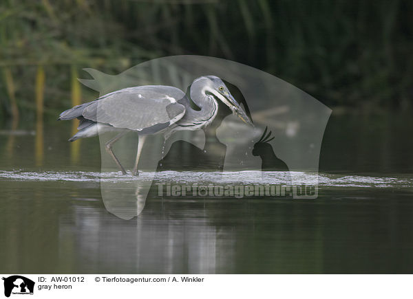 Graureiher / gray heron / AW-01012