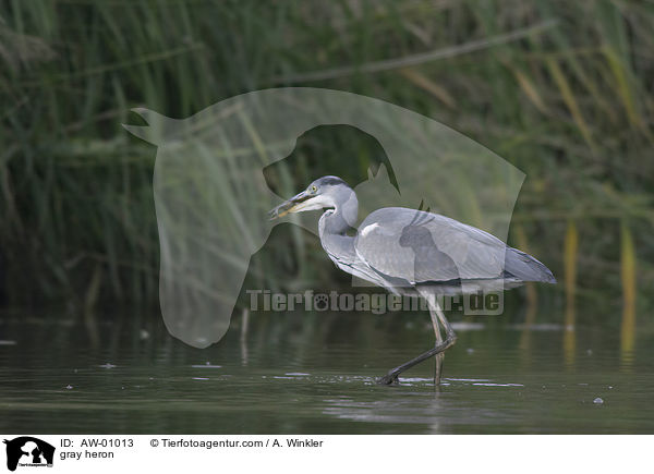 gray heron / AW-01013