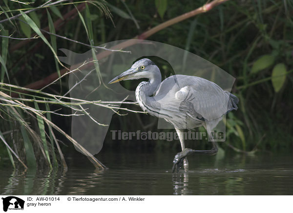 Graureiher / gray heron / AW-01014