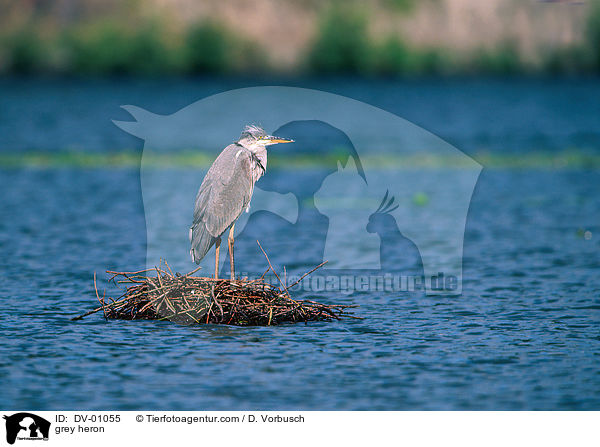 Graureiher / grey heron / DV-01055