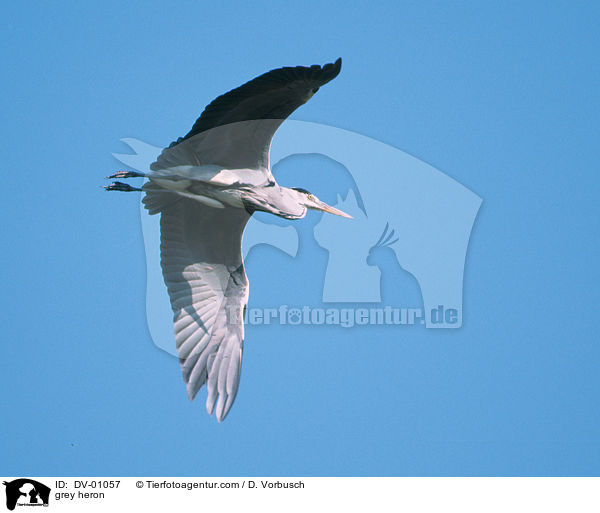 Graureiher / grey heron / DV-01057