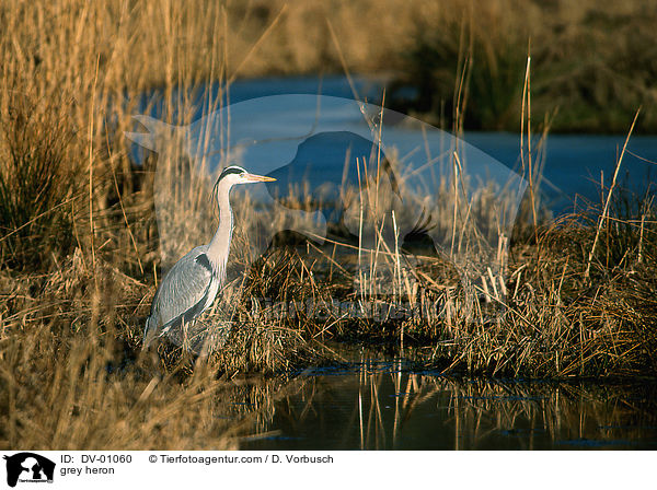 grey heron / DV-01060