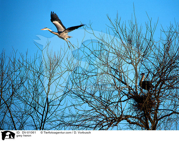 grey heron / DV-01061