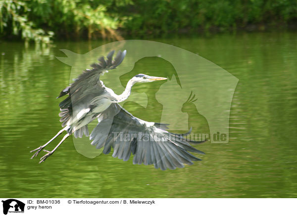 Graureiher / grey heron / BM-01036