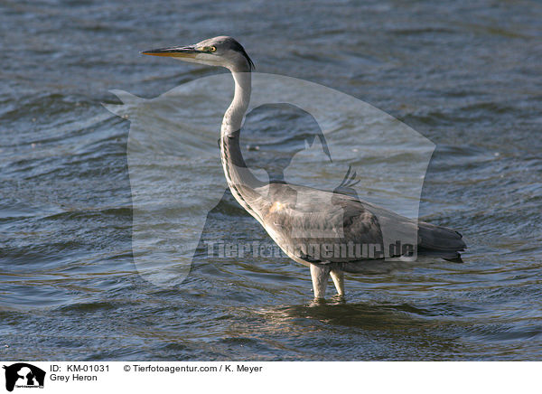 Graureiher / Grey Heron / KM-01031