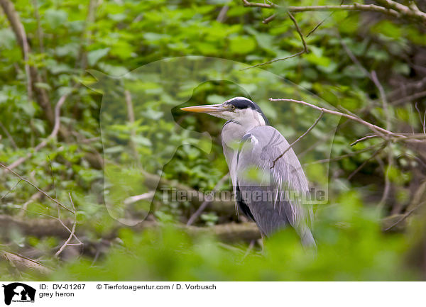 Graureiher / grey heron / DV-01267