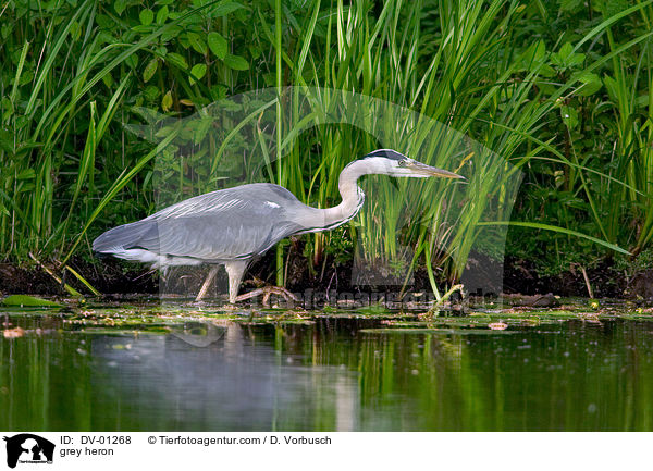 Graureiher / grey heron / DV-01268