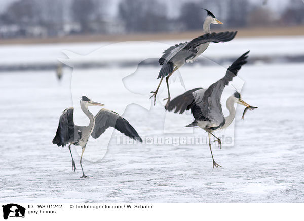 Graureiher / grey herons / WS-01242