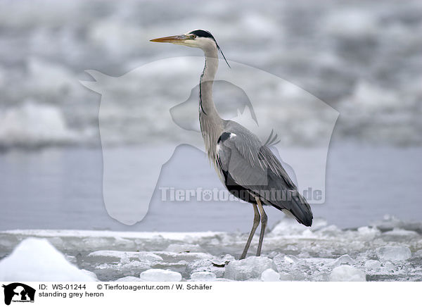 stehender Graureiher / standing grey heron / WS-01244