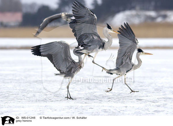 Graureiher / grey herons / WS-01246