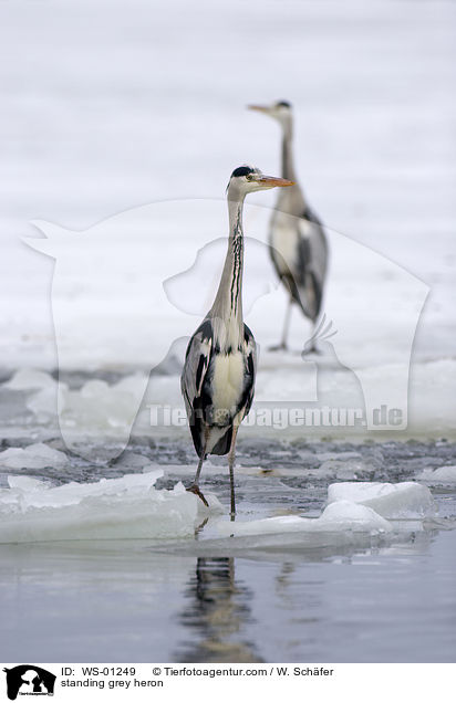 standing grey heron / WS-01249