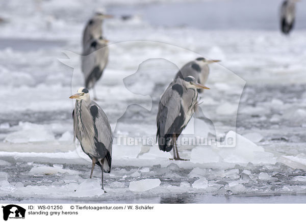 standing grey herons / WS-01250