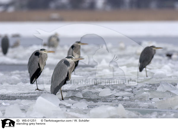 stehende Graureiher / standing grey herons / WS-01251