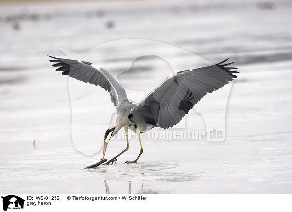 Graureiher / grey heron / WS-01252