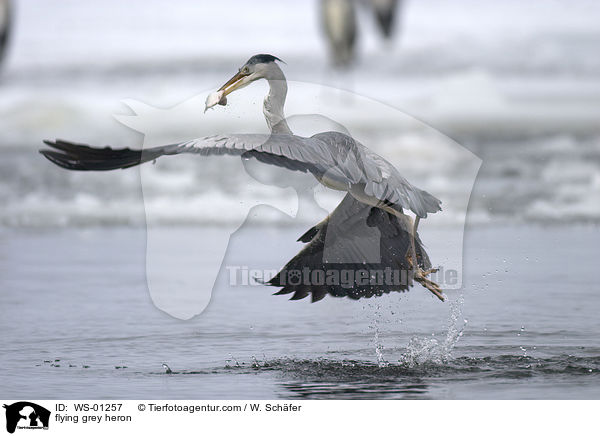 flying grey heron / WS-01257