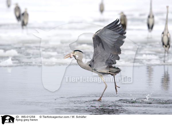flying grey heron / WS-01258